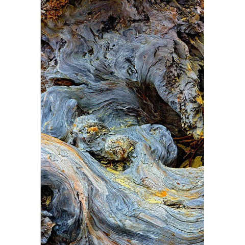 Abstract pattern in driftwood-Bandon Beach-Oregon White Modern Wood Framed Art Print by Jones, Adam