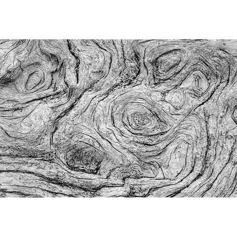 Geometric pattern in eroded driftwood-Bandon Beach-Oregon Gold Ornate Wood Framed Art Print with Double Matting by Jones, Adam