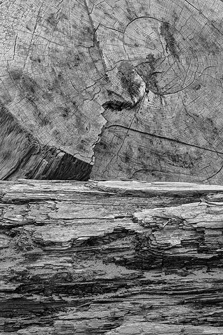 Geometric pattern in eroded driftwood-Bandon Beach-Oregon Black Ornate Wood Framed Art Print with Double Matting by Jones, Adam