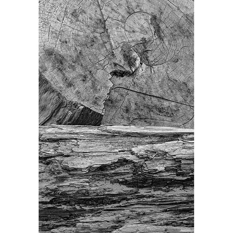 Geometric pattern in eroded driftwood-Bandon Beach-Oregon White Modern Wood Framed Art Print by Jones, Adam