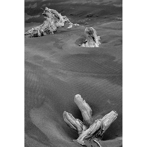 Eroded driftwood on beach-Bandon Beach-Oregon Gold Ornate Wood Framed Art Print with Double Matting by Jones, Adam