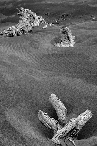 Eroded driftwood on beach-Bandon Beach-Oregon Black Ornate Wood Framed Art Print with Double Matting by Jones, Adam