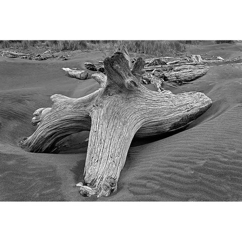 Geometric pattern in eroded driftwood-Bandon Beach-Oregon Gold Ornate Wood Framed Art Print with Double Matting by Jones, Adam