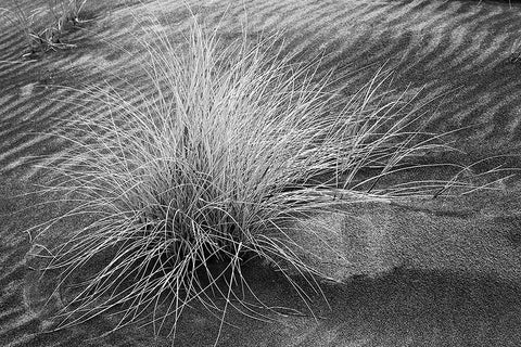 Grass pattern-Bandon-Oregon Black Ornate Wood Framed Art Print with Double Matting by Jones, Adam