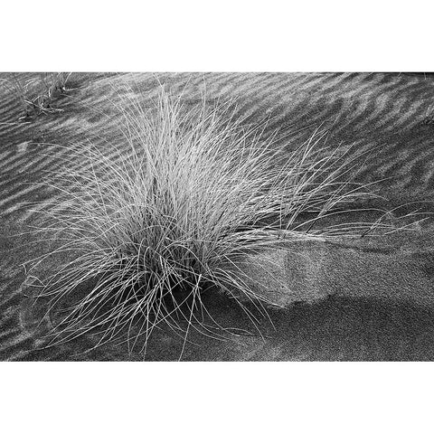 Grass pattern-Bandon-Oregon Black Modern Wood Framed Art Print by Jones, Adam