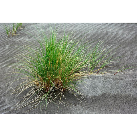Grass pattern-Bandon-Oregon Black Modern Wood Framed Art Print by Jones, Adam