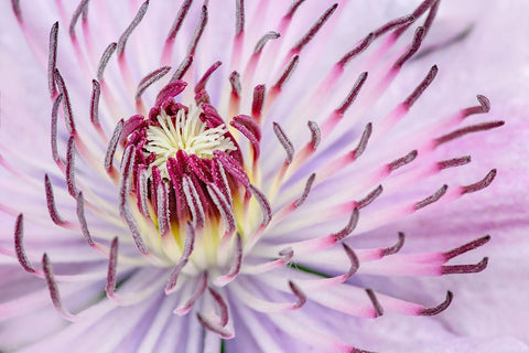 Close-up of clematis flower-Schreiner Iris Gardens-Salem-Oregon Black Ornate Wood Framed Art Print with Double Matting by Jones, Adam