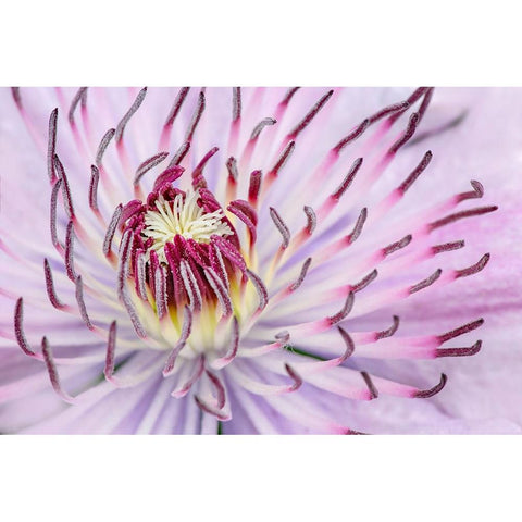 Close-up of clematis flower-Schreiner Iris Gardens-Salem-Oregon Black Modern Wood Framed Art Print by Jones, Adam
