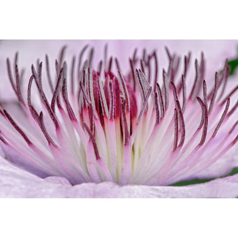 Close-up of clematis flower-Schreiner Iris Gardens-Salem-Oregon Gold Ornate Wood Framed Art Print with Double Matting by Jones, Adam