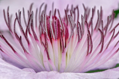 Close-up of clematis flower-Schreiner Iris Gardens-Salem-Oregon Black Ornate Wood Framed Art Print with Double Matting by Jones, Adam