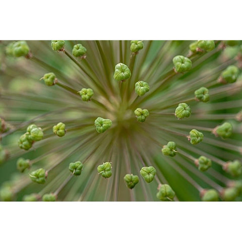 Flower pattern-Schreiner Iris Gardens-Salem-Oregon Black Modern Wood Framed Art Print with Double Matting by Jones, Adam