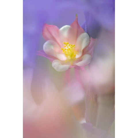Soft focus Columbine flower-Salem-Oregon Gold Ornate Wood Framed Art Print with Double Matting by Jones, Adam