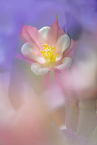 Soft focus Columbine flower-Salem-Oregon White Modern Wood Framed Art Print with Double Matting by Jones, Adam