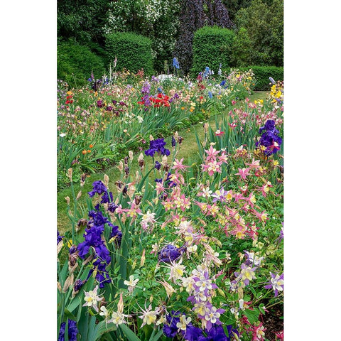 Columbine and Iris garden-Schreiner Iris Gardens-Salem-Oregon Black Modern Wood Framed Art Print by Jones, Adam