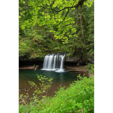Upper Butte Creek Falls Cascade Range-Oregon White Modern Wood Framed Art Print by Majchrowicz, Alan