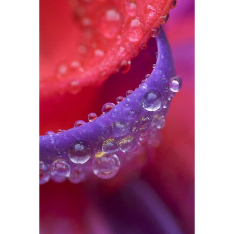 OR, pink and purple fuchsia with rain drops Gold Ornate Wood Framed Art Print with Double Matting by Rotenberg, Nancy