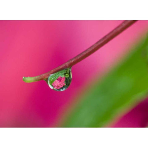OR, Water droplet on New Guinea impatiens Black Modern Wood Framed Art Print by Rotenberg, Nancy