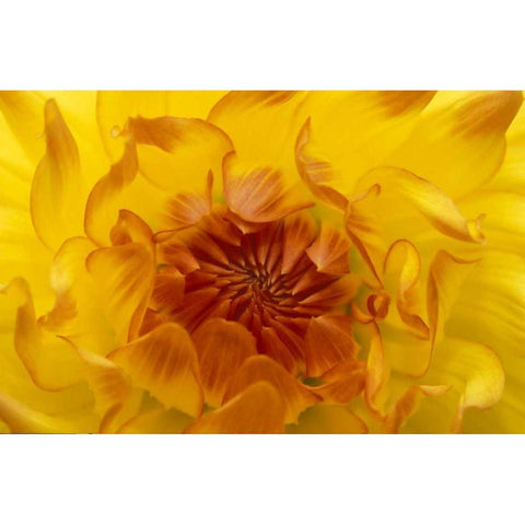 OR, Shore Acres Gardens, Yellow dahlia backlight Black Modern Wood Framed Art Print by Rotenberg, Nancy