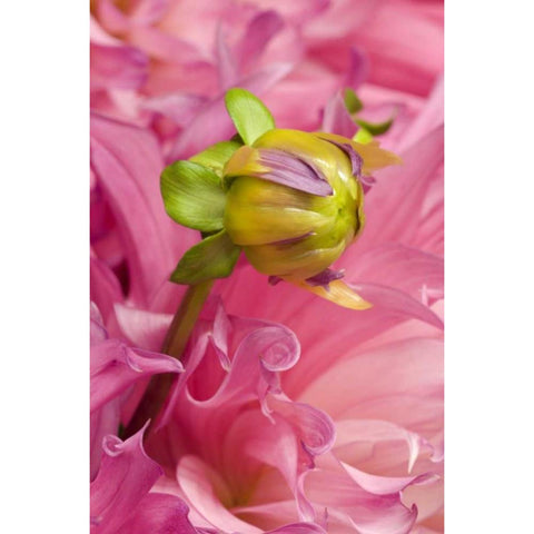 Oregon, Swan Island, Bud Sprouting From Dahlia Black Modern Wood Framed Art Print with Double Matting by Rotenberg, Nancy