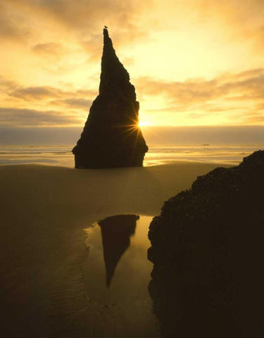OR, Bandon Beach, Sunset silhouettes seabird White Modern Wood Framed Art Print with Double Matting by Terrill, Steve