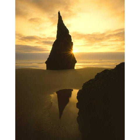 OR, Bandon Beach, Sunset silhouettes seabird Black Modern Wood Framed Art Print by Terrill, Steve
