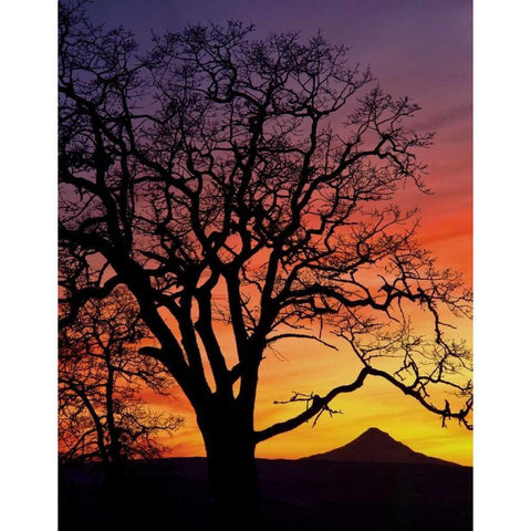 OR, Columbia Gorge, Oak tree framing Mt Hood Black Modern Wood Framed Art Print by Terrill, Steve