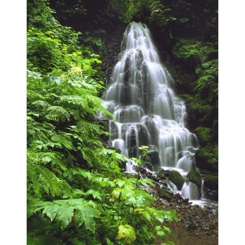 OR, Columbia Gorge, Fairy Falls cascading White Modern Wood Framed Art Print by Terrill, Steve