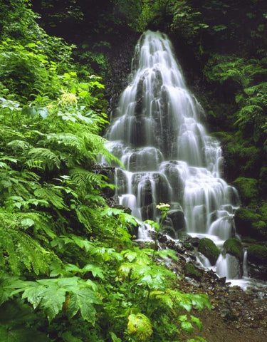 OR, Columbia Gorge, Fairy Falls cascading Black Ornate Wood Framed Art Print with Double Matting by Terrill, Steve