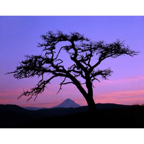 OR, Columbia Gorge, Pine tree framing Mount Hood White Modern Wood Framed Art Print by Terrill, Steve
