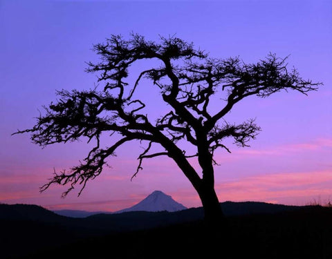 OR, Columbia Gorge, Pine tree framing Mount Hood Black Ornate Wood Framed Art Print with Double Matting by Terrill, Steve