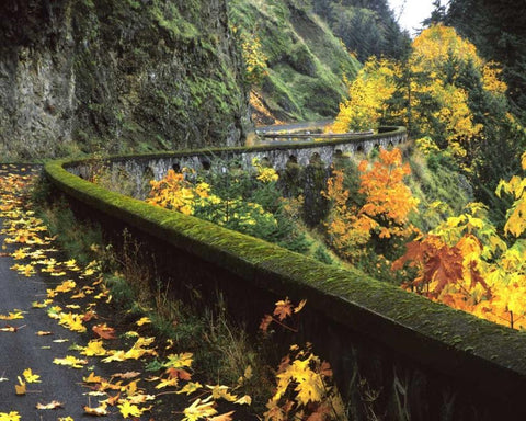 OR, Columbia Gorge, Columbia River Highway Black Ornate Wood Framed Art Print with Double Matting by Terrill, Steve