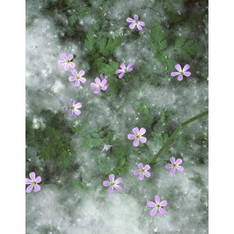 OR, Storksbill flowers surrounded by seeds Black Modern Wood Framed Art Print with Double Matting by Terrill, Steve