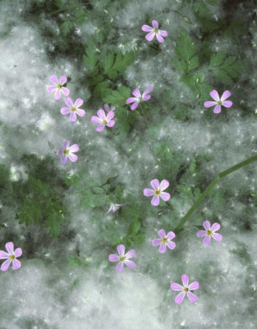 OR, Storksbill flowers surrounded by seeds Black Ornate Wood Framed Art Print with Double Matting by Terrill, Steve
