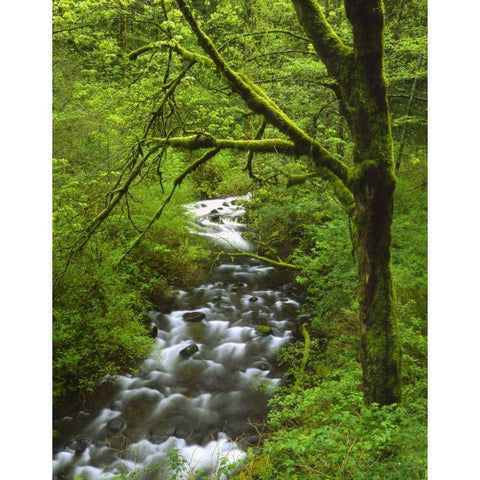 OR, Columbia Gorge, Mt Hood NF, Bridal Veil Creek White Modern Wood Framed Art Print by Terrill, Steve