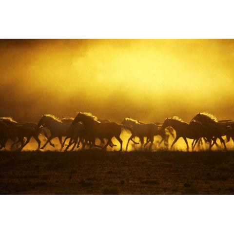 OR, Harney Co, Wild Kiger mustangs at sunrise Black Modern Wood Framed Art Print with Double Matting by Terrill, Steve