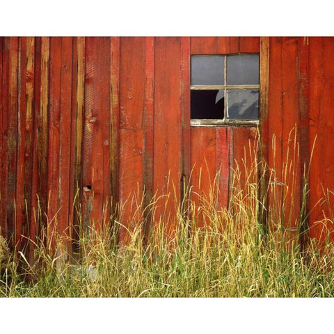 OR, Joseph, Grasses contrast with broken window Black Modern Wood Framed Art Print by Terrill, Steve