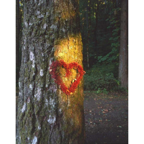 OR, Mt Hood NF, Heart wreath on Douglas-fir Black Modern Wood Framed Art Print by Terrill, Steve