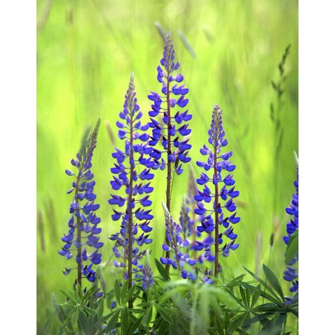 Oregon, Mt Hood NF, Lupines in grassy meadow Black Modern Wood Framed Art Print by Terrill, Steve
