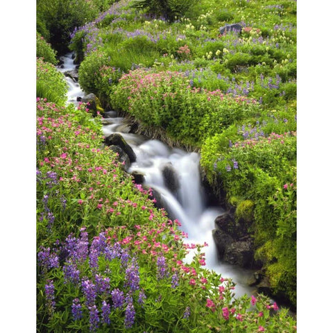 OR, Elk Cove Creek flowing through meadow flowers Black Modern Wood Framed Art Print by Terrill, Steve
