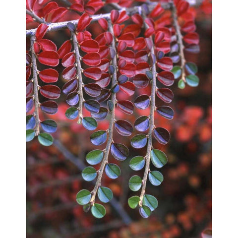 OR, Multnomah Co, Cotoneaster in fall colors White Modern Wood Framed Art Print by Terrill, Steve