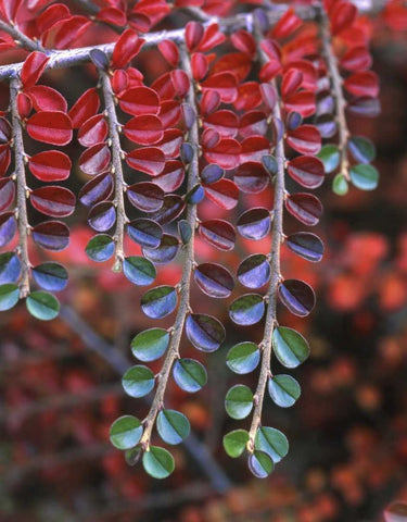 OR, Multnomah Co, Cotoneaster in fall colors White Modern Wood Framed Art Print with Double Matting by Terrill, Steve