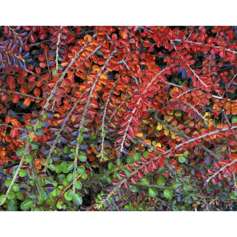 OR, Multnomah Co, Leaves of cotoneaster plant Black Modern Wood Framed Art Print by Terrill, Steve
