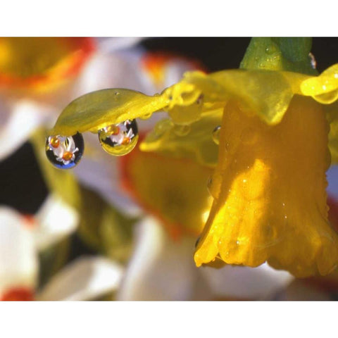 OR, Dewdrops clinging to daffodil petals Gold Ornate Wood Framed Art Print with Double Matting by Terrill, Steve