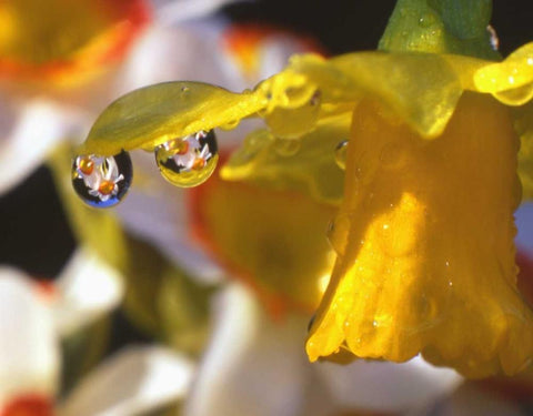 OR, Dewdrops clinging to daffodil petals White Modern Wood Framed Art Print with Double Matting by Terrill, Steve