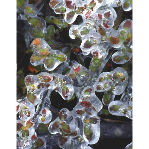 Oregon, Portland, Azalea plants encased in ice Black Modern Wood Framed Art Print by Terrill, Steve