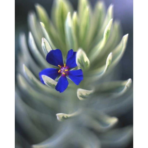 OR, Portland, Pimpernel caught on euphorbia plant Black Modern Wood Framed Art Print by Terrill, Steve