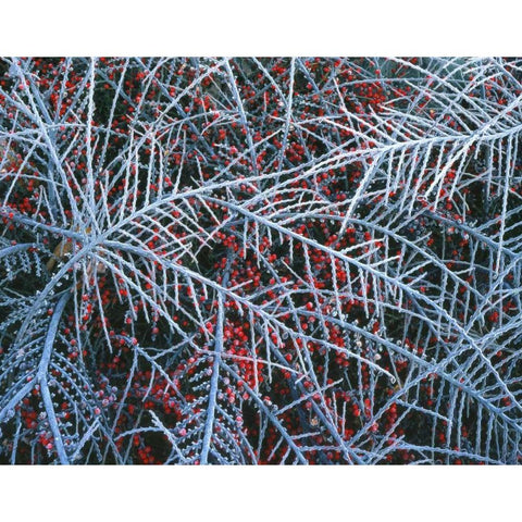 OR, Portland, Cotoneaster plant with berries White Modern Wood Framed Art Print by Terrill, Steve