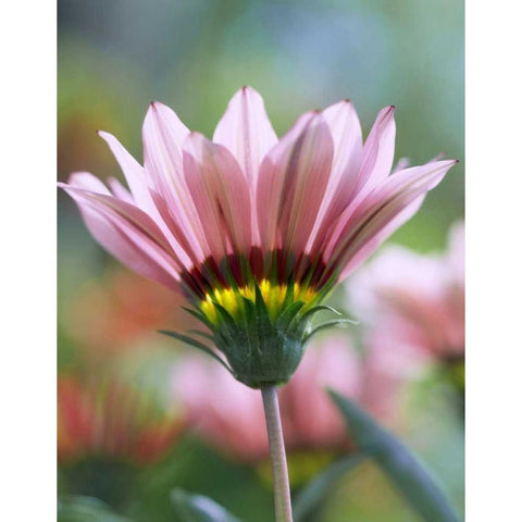 Oregon, Portland, Ganzia flower Black Modern Wood Framed Art Print with Double Matting by Terrill, Steve