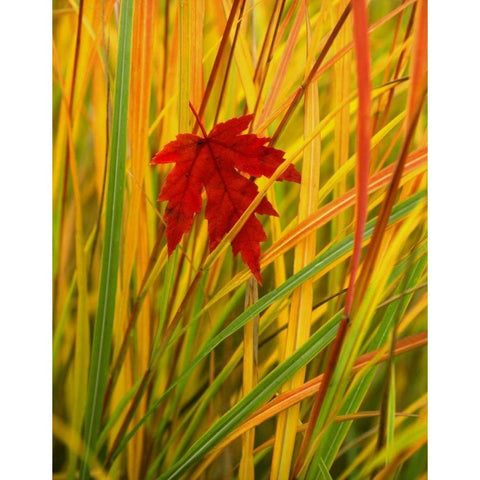 OR, Portland, Silver maple leaf caught in grass Black Modern Wood Framed Art Print with Double Matting by Terrill, Steve