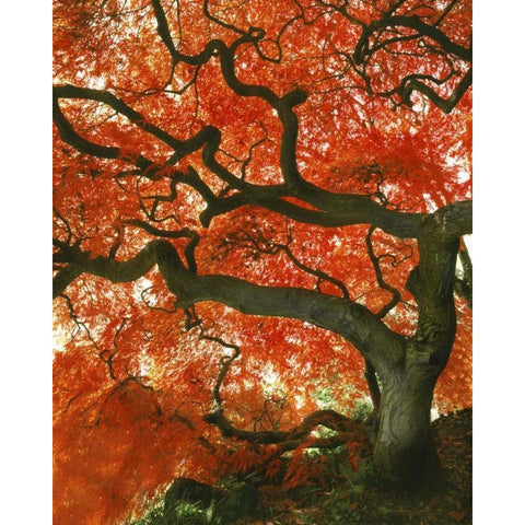 OR, Portland, Japanese maple tree in garden Black Modern Wood Framed Art Print by Terrill, Steve